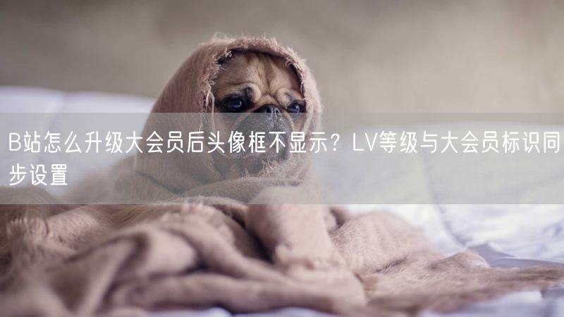 B站怎么升级大会员后头像框不显示？LV等级与大会员标识同步设置