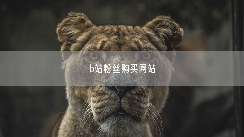 b站粉丝购买网站