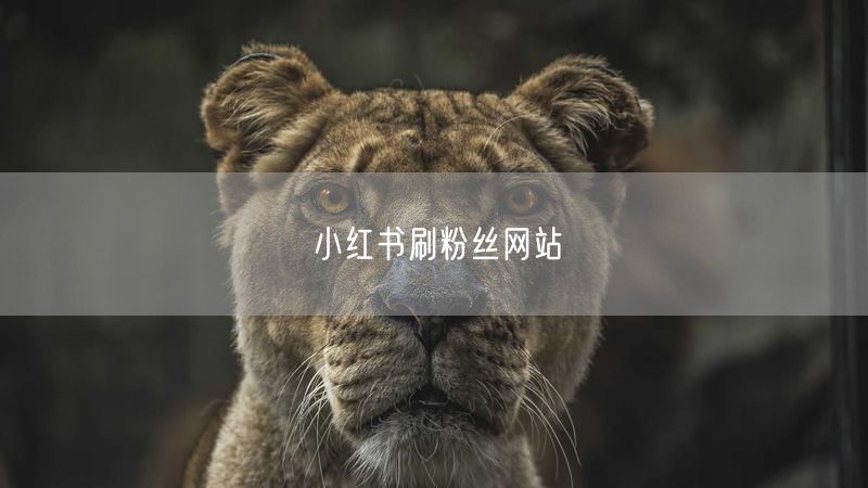 小红书刷粉丝网站