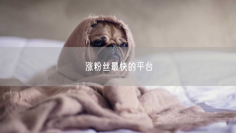 涨粉丝最快的平台